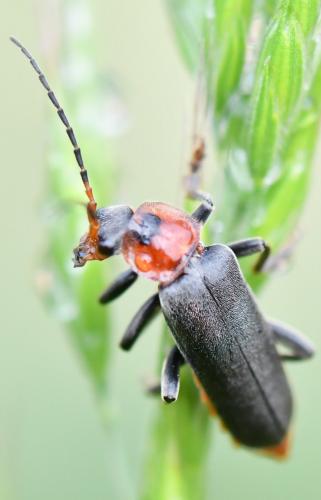 Cantharis fusca